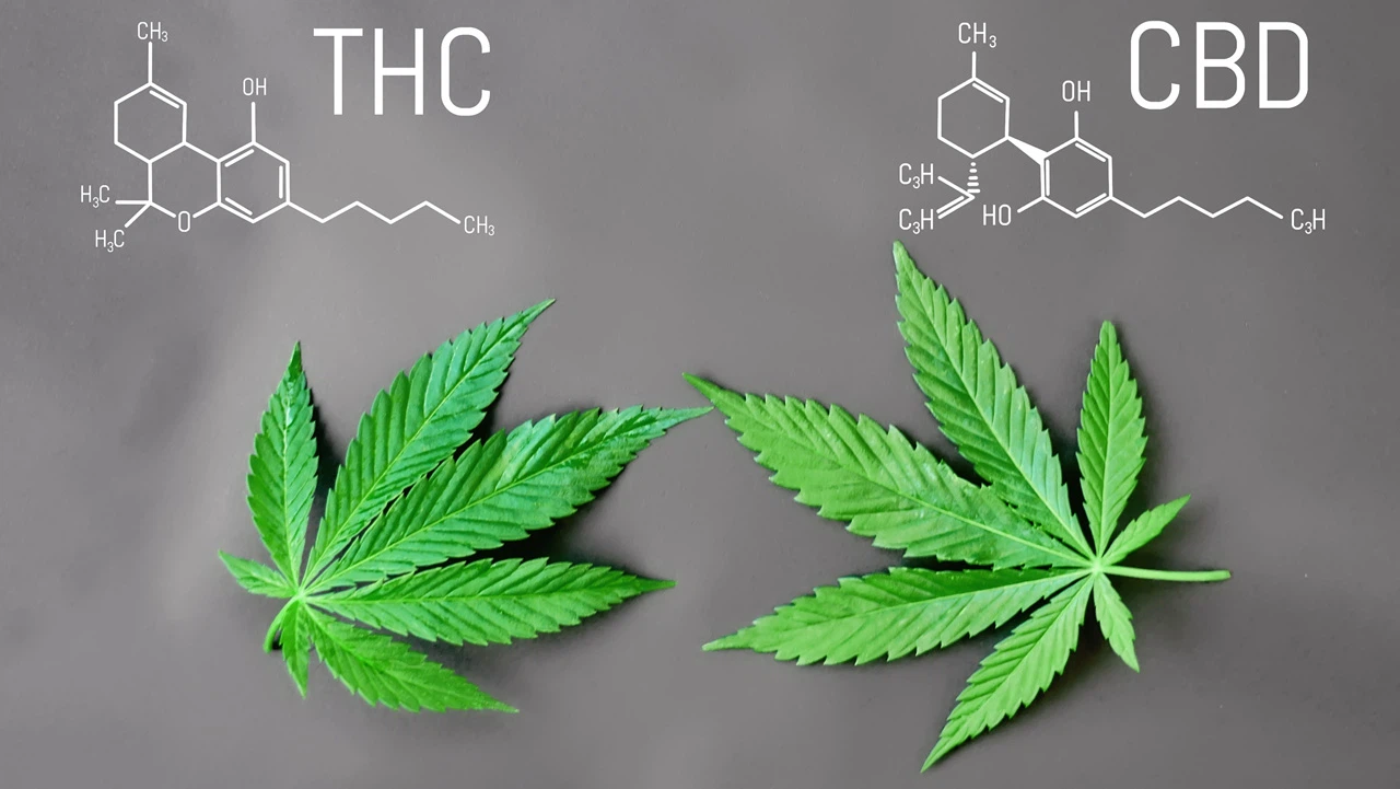 CBD THC difference 1 CBD THC difference 1