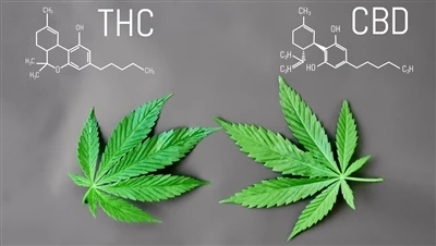 THC और CBD के बीच क्या अंतर है?