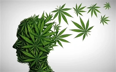 सर्वोत्तम लाभ के लिए सीबीडी तेल का उपयोग कैसे करें: पूर्ण मार्गदर्शिका?